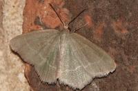 Jodis lactearia