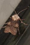 Agrotis puta