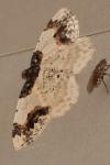 Ligdia adustata