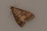 Ostrinia nubilalis