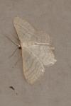 Idaea subsericeata