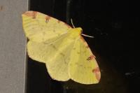 Opisthograptis luteolata