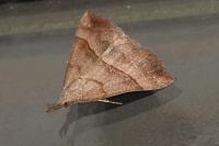 Hypena proboscidalis