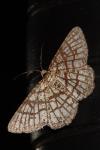 Chiasmia clathrata