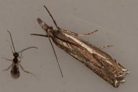 Crambus lathoniellus