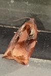 Archips podana