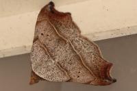 Laspeyria flexula