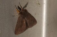 Diaphora mendica