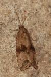 Celypha striana