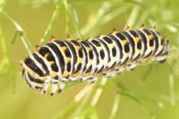 Papilio machaon