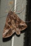 Autographa gamma