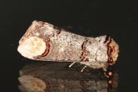 Phalera bucephala