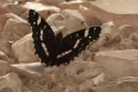 Araschnia levana