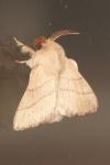 Malacosoma neustria