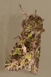 Trachea atriplicis