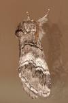Drymonia querna
