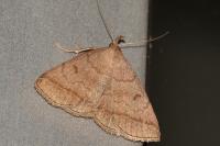 Zanclognatha lunalis