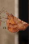 Selenia dentaria