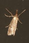 Chrysocrambus linetella