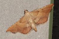 Endotricha flammealis