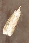 Aphomia sociella