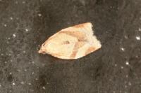 Clepsis consimilana