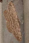Hypomecis punctinalis