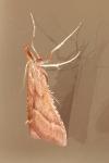 Synaphe punctalis