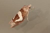 Epiblema foenella