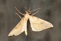 Gandaritis pyraliata
