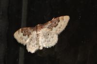 Idaea rusticata