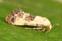 Cochylis hybridella