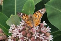 Vanessa cardui