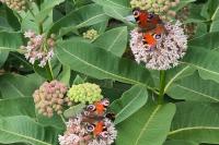 Aglais io