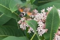 Macroglossum stellatarum