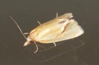 Agapeta hamana