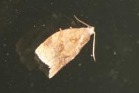 Clepsis consimilana