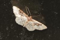 Idaea rusticata