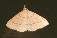 Paracolax tristalis