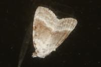 Meganola albula