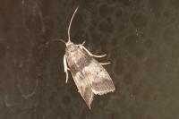Sciota rhenella