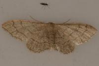 Idaea aversata