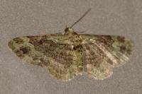 Pasiphila rectangulata