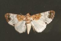Eupithecia breviculata