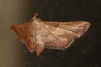 Endotricha flammealis