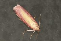Oncocera semirubella