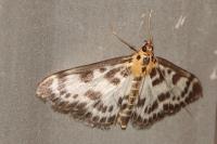 Anania hortulata