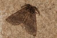 Gluphisia crenata