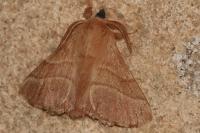 Malacosoma neustria