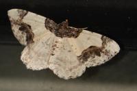 Ligdia adustata